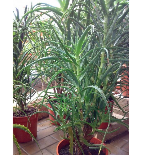 Aloe stromovitá – (Aloe arborescens, L.) 3 ročná